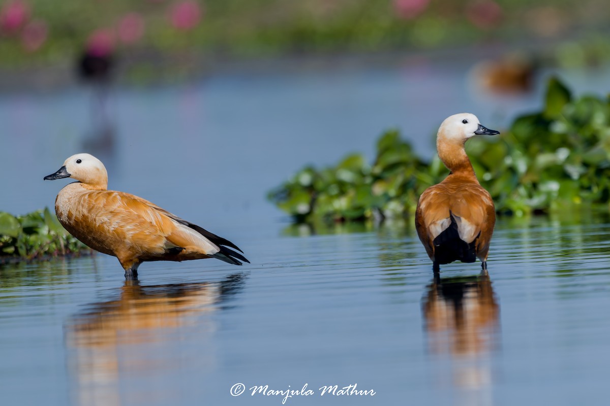 Rostgans - ML647011464