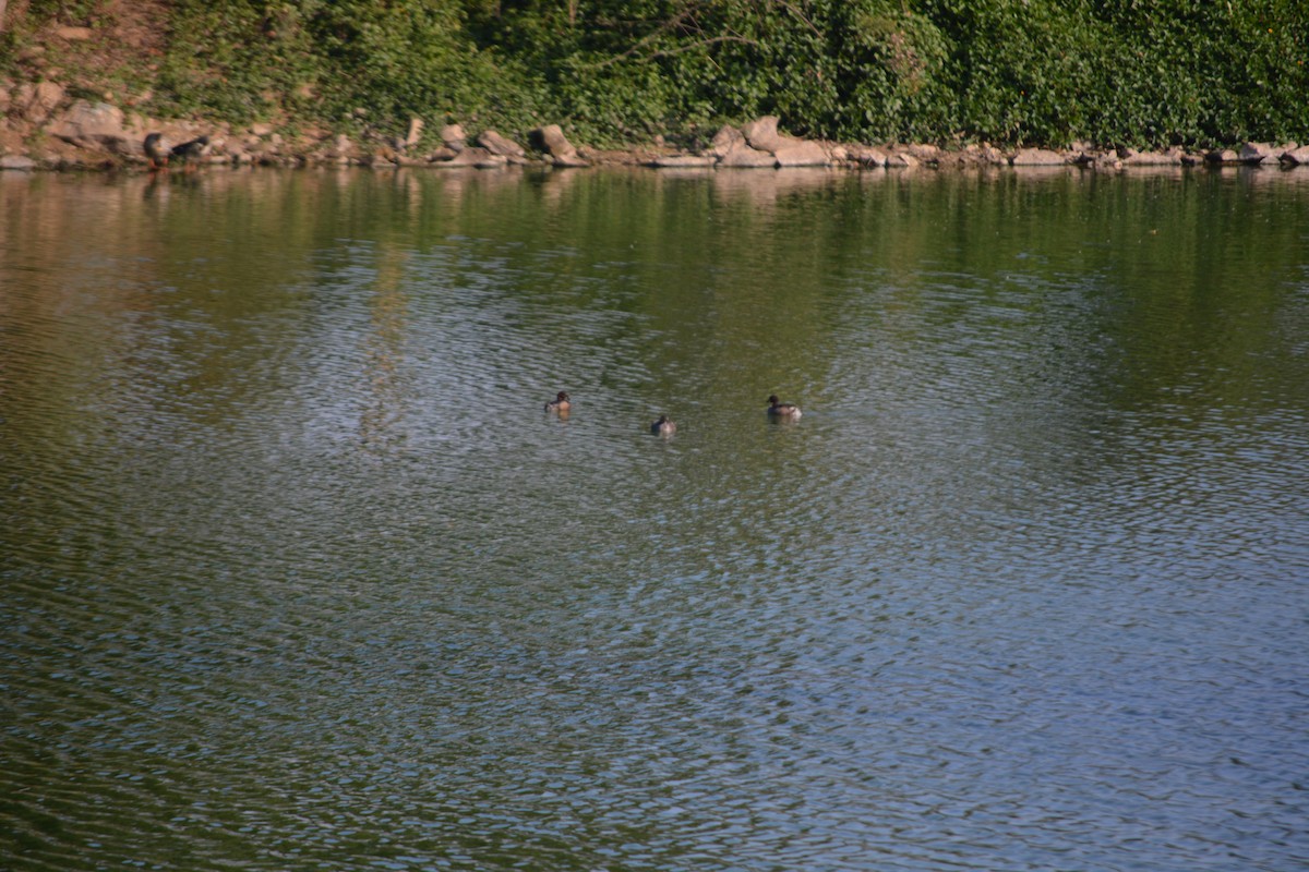 Little Grebe - ML647011466