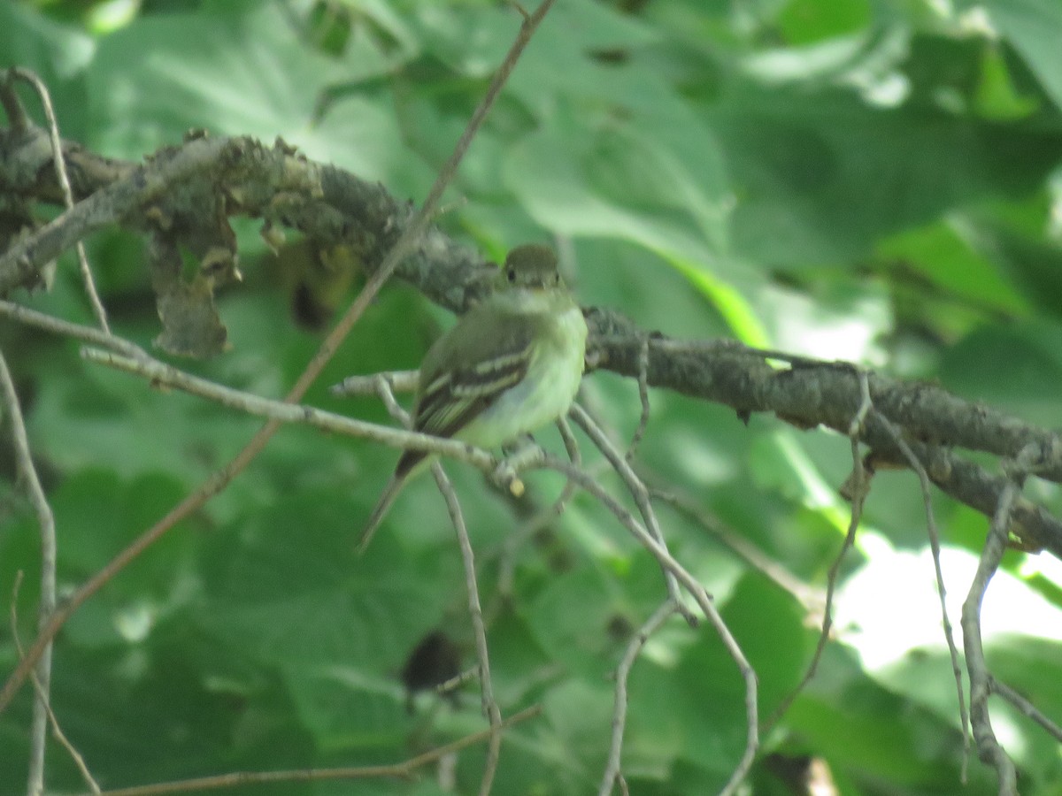 Acadian Flycatcher - ML647011468