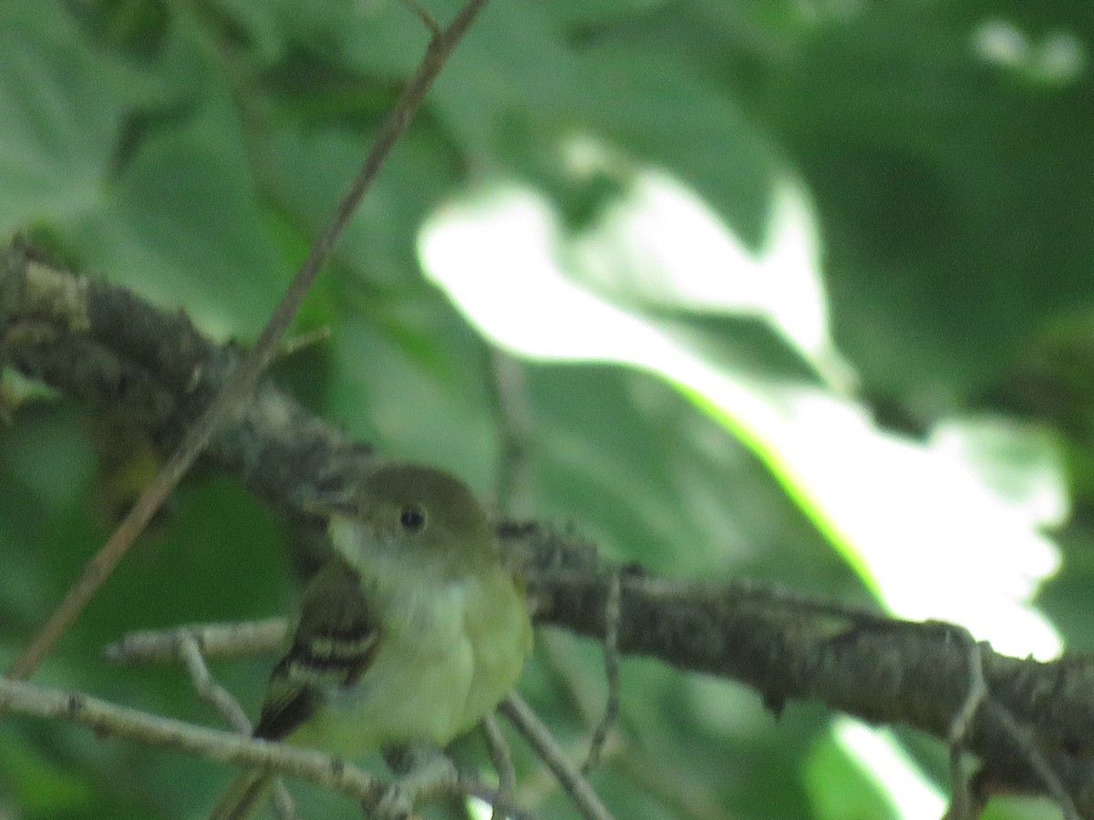 Acadian Flycatcher - ML647011469