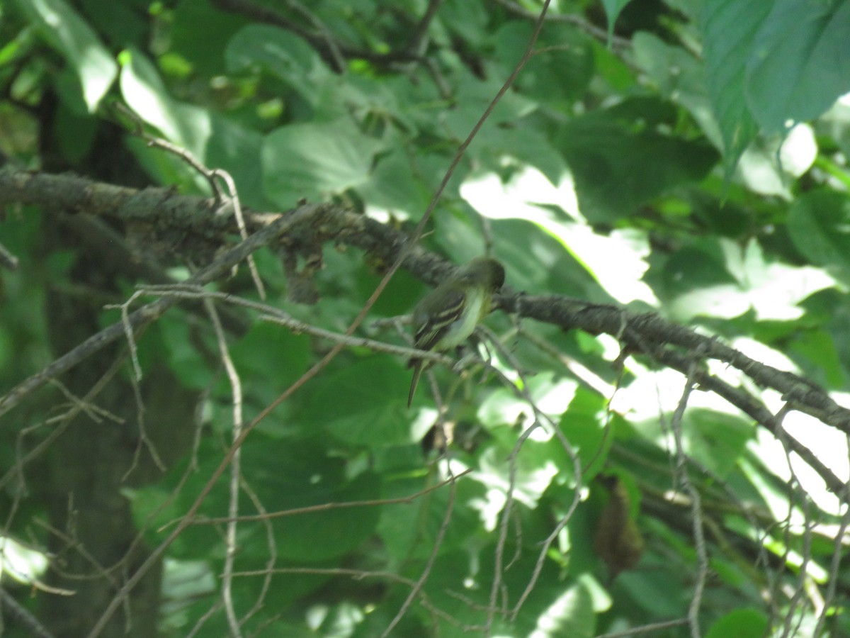 Acadian Flycatcher - ML647011470