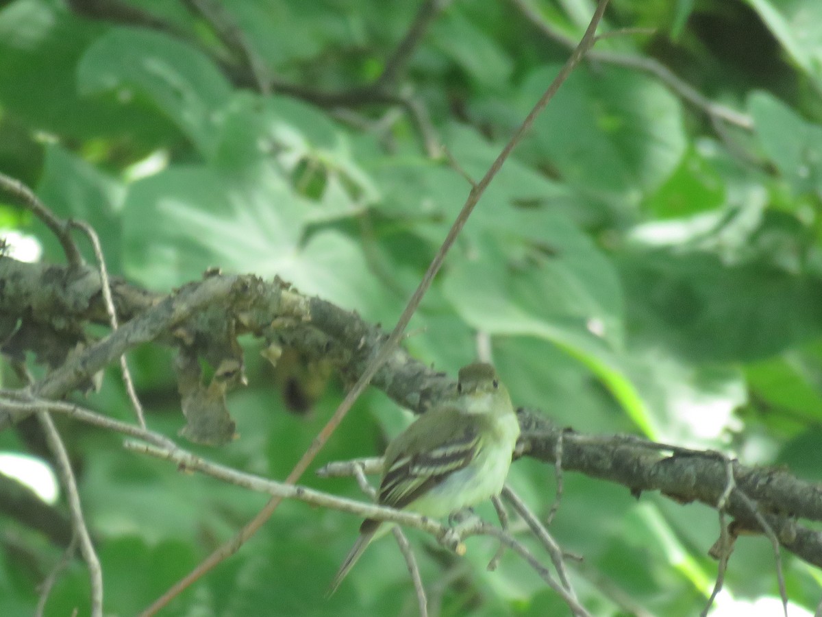 Acadian Flycatcher - ML647011471