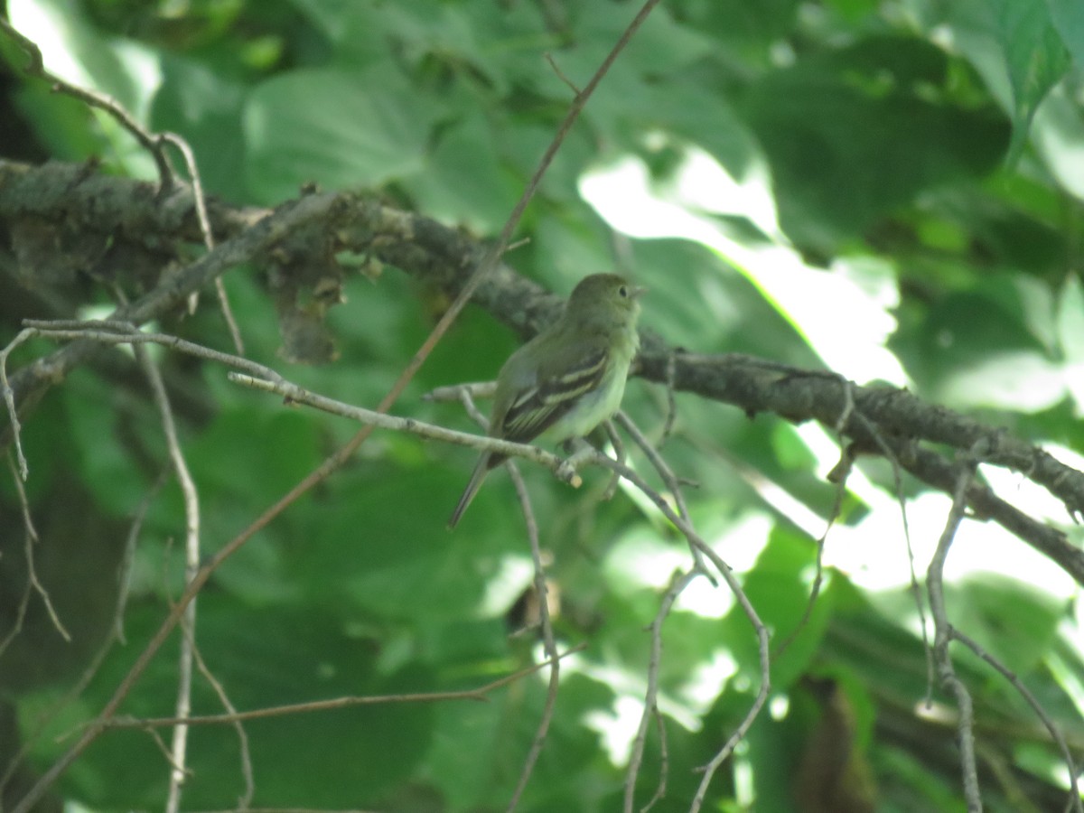Acadian Flycatcher - ML647011472