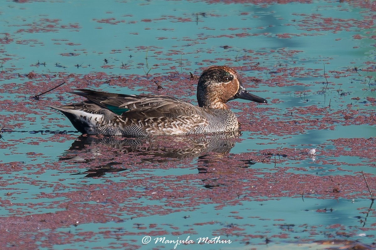 Krickente - ML647011473