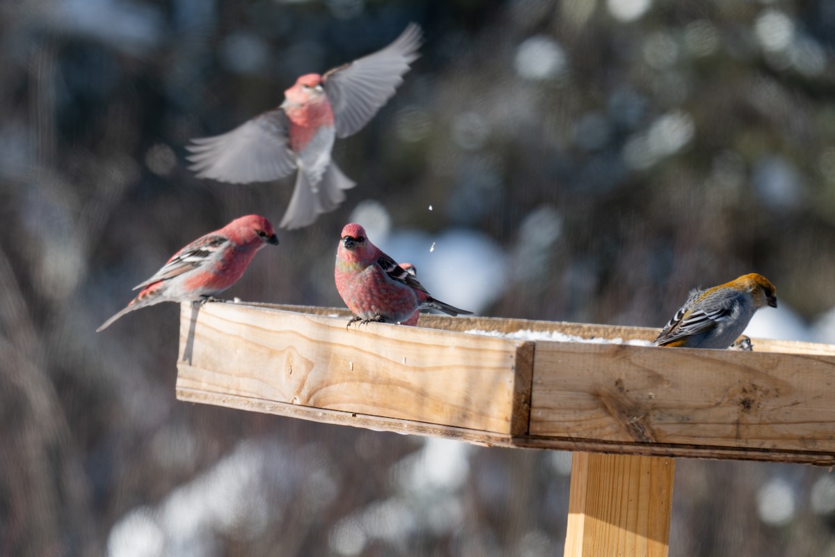 Durbec des sapins - ML647011474