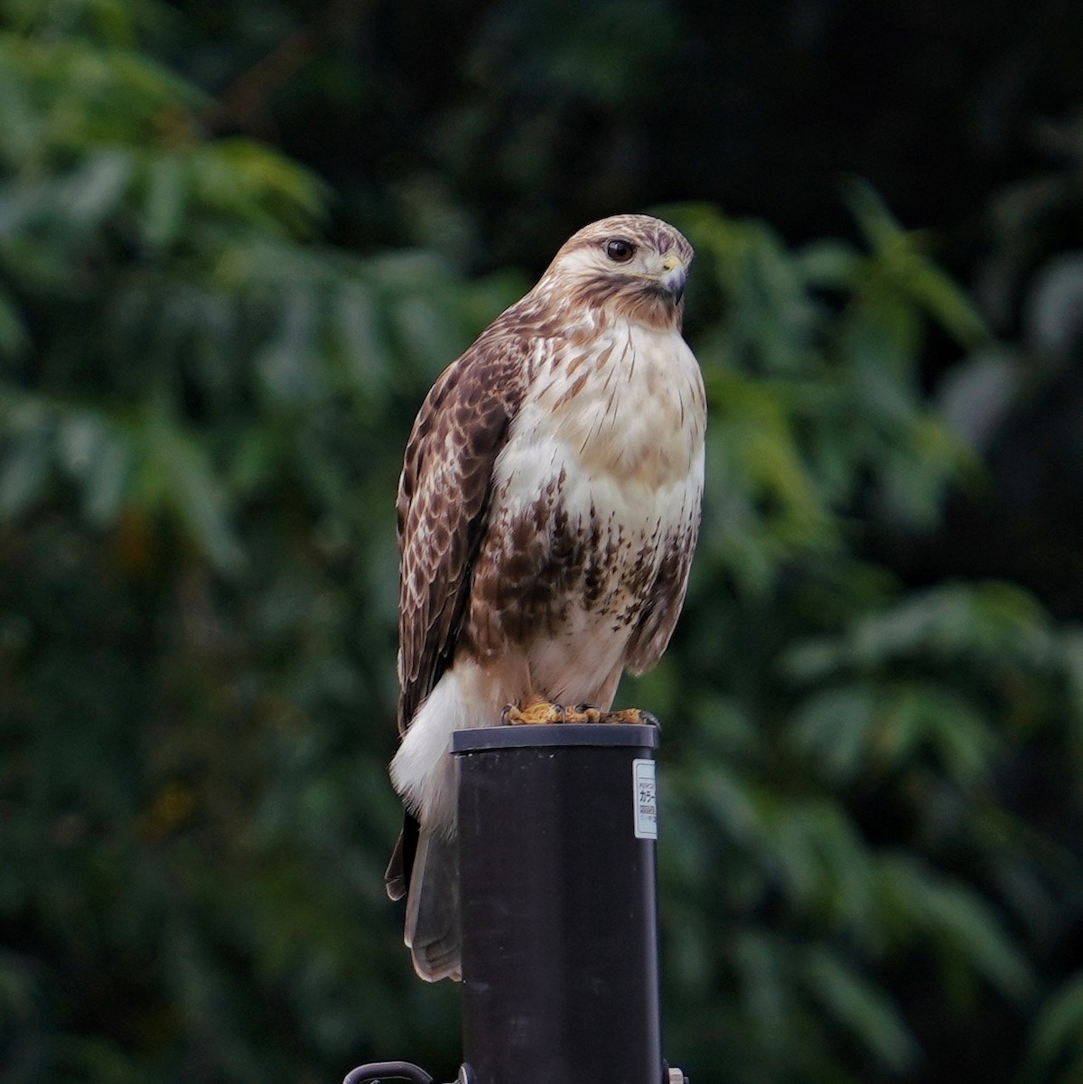 Eastern Buzzard - ML647011475