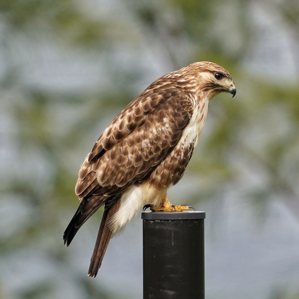 Eastern Buzzard - ML647011476