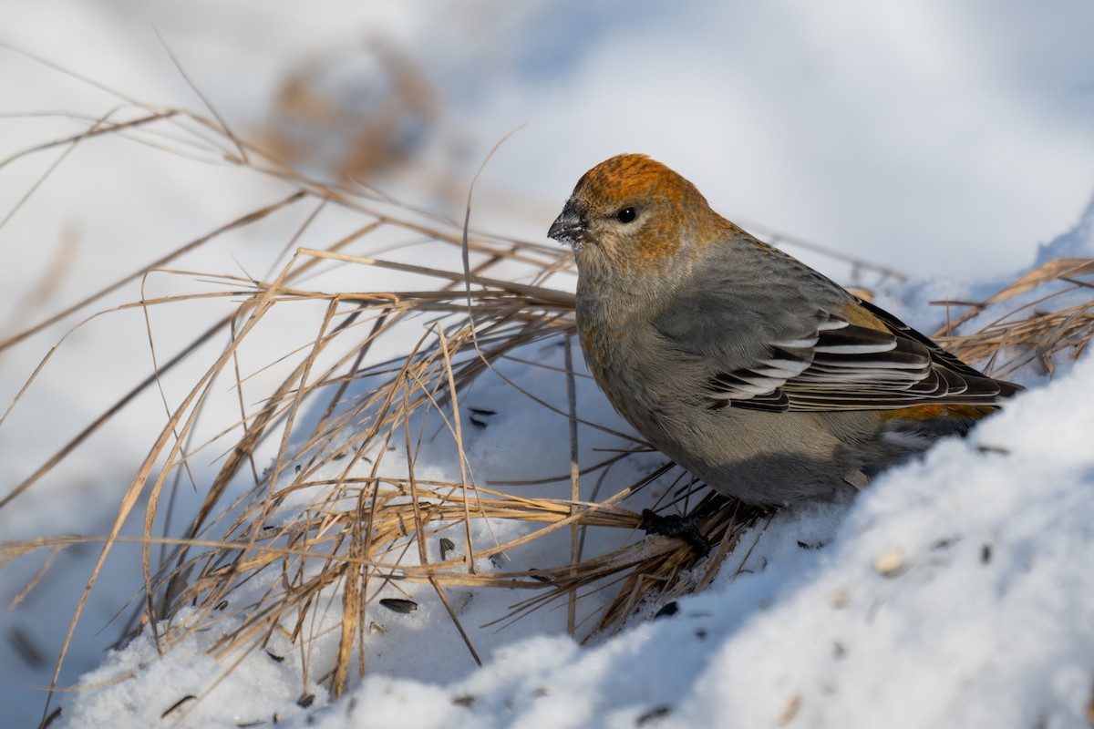Durbec des sapins - ML647011477