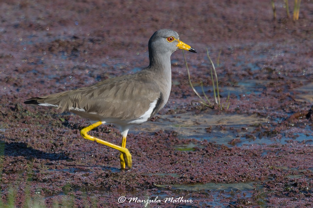 Graukopfkiebitz - ML647011478