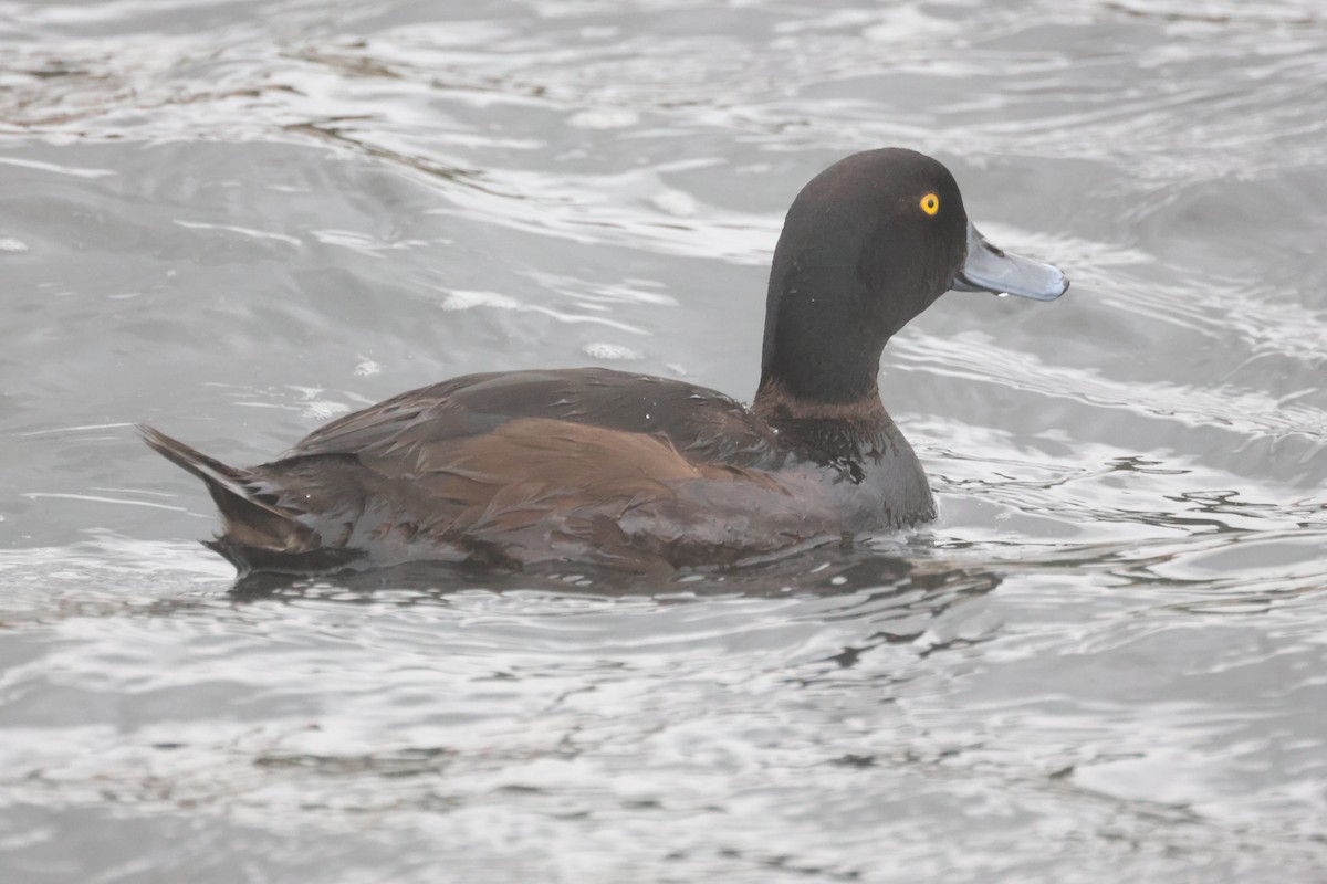 Yeni Zelanda Patkası - ML647011480