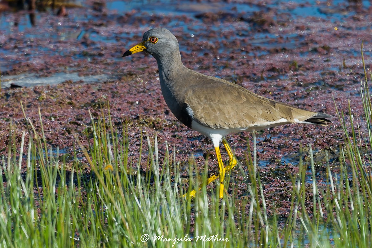 Graukopfkiebitz - ML647011482