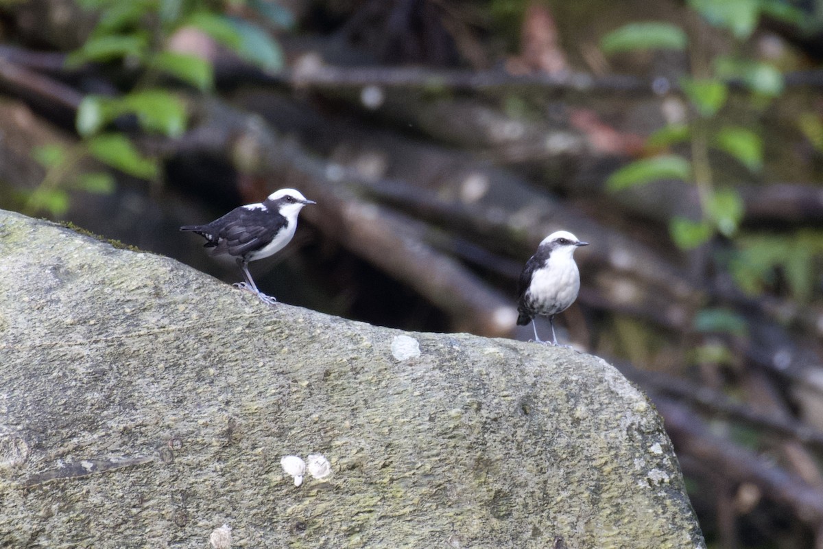 White-capped Dipper (White-bellied) - ML647011487