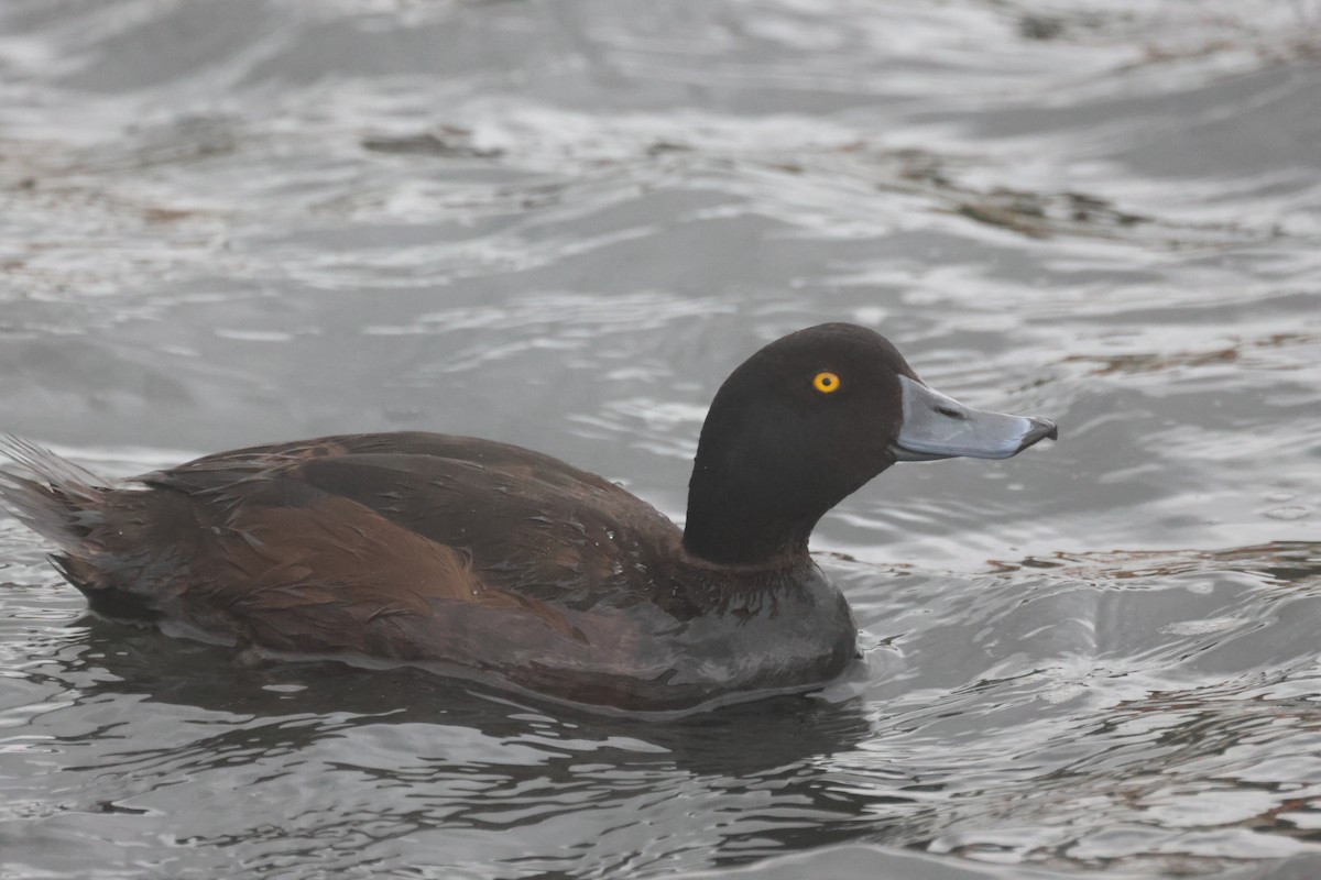 Yeni Zelanda Patkası - ML647011491