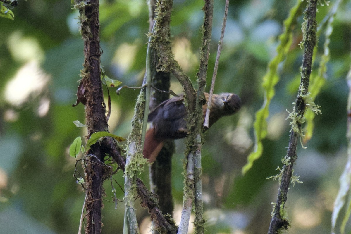 Scaly-throated Foliage-gleaner (Spot-breasted) - ML647011496