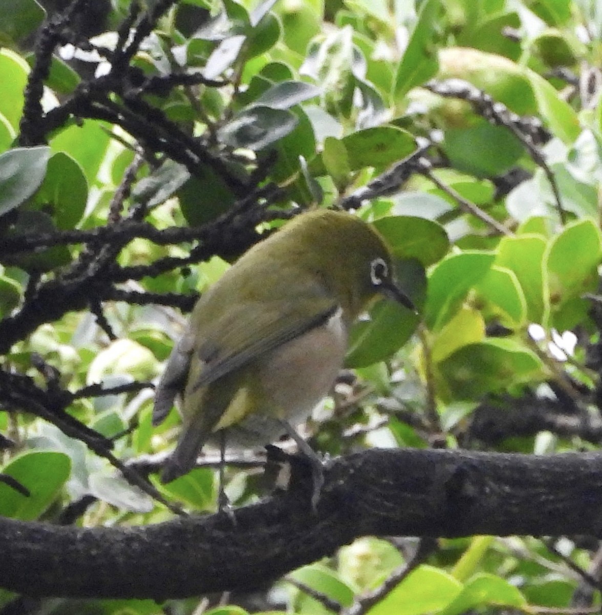 Warbling White-eye - ML647011501