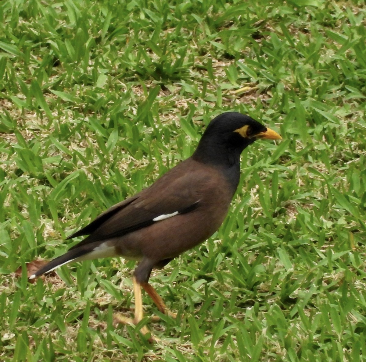 家八哥 - ML647011503