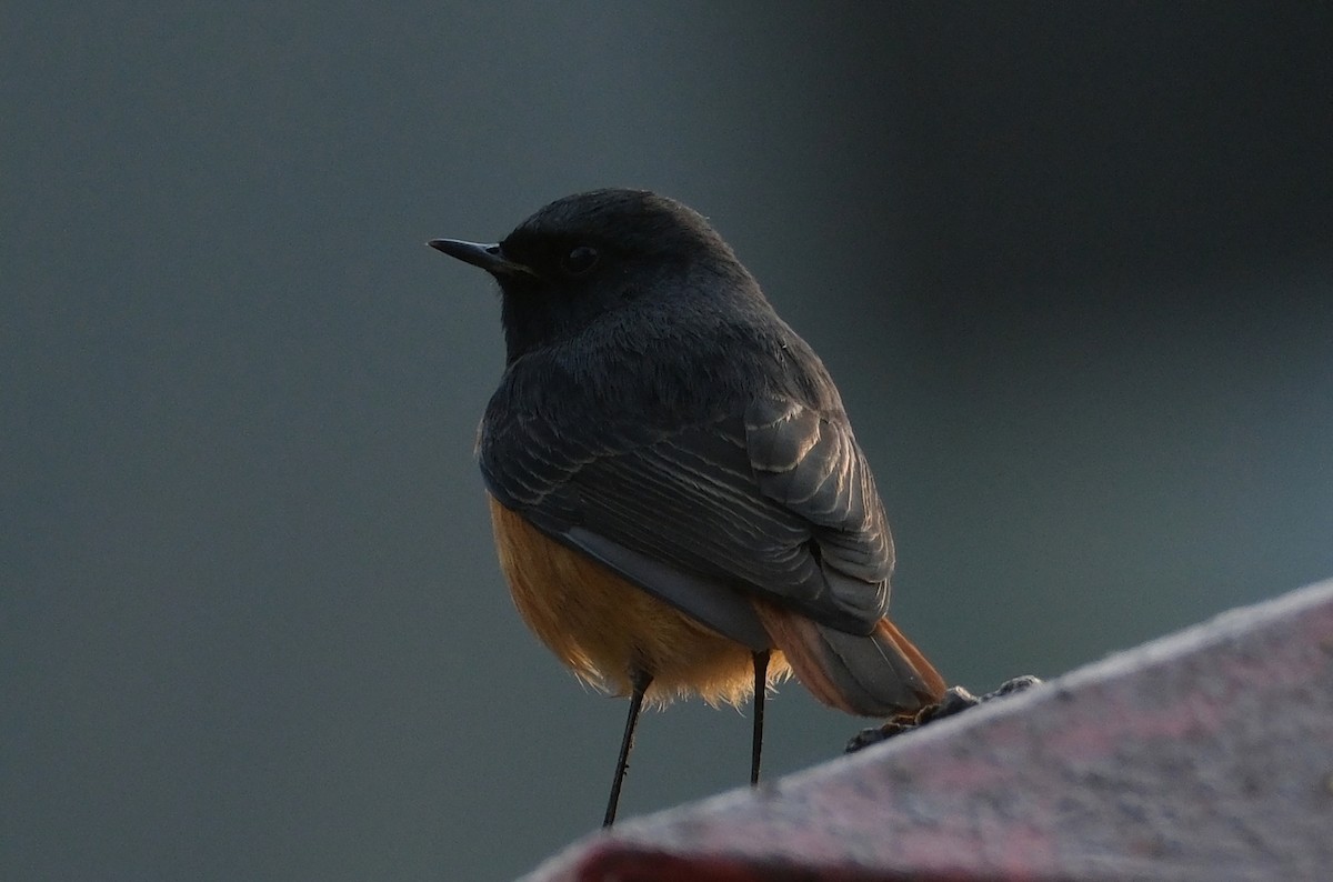 赭紅尾鴝 - ML647011504