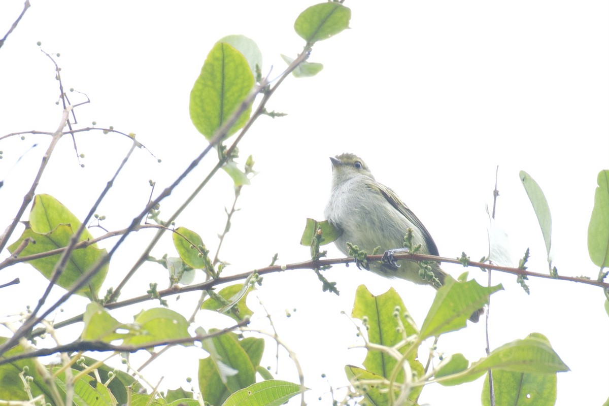 Choco Tyrannulet - ML647011505
