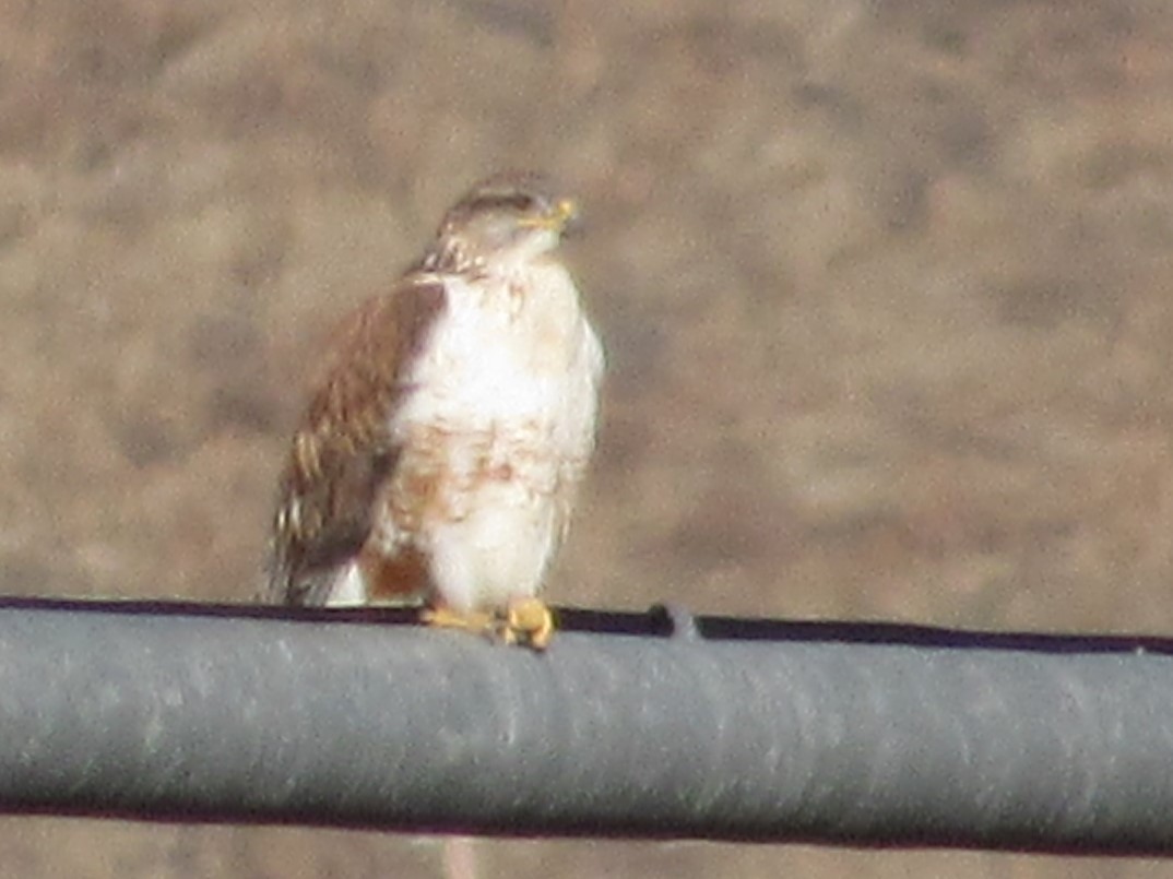 Ferruginous Hawk - ML647011511