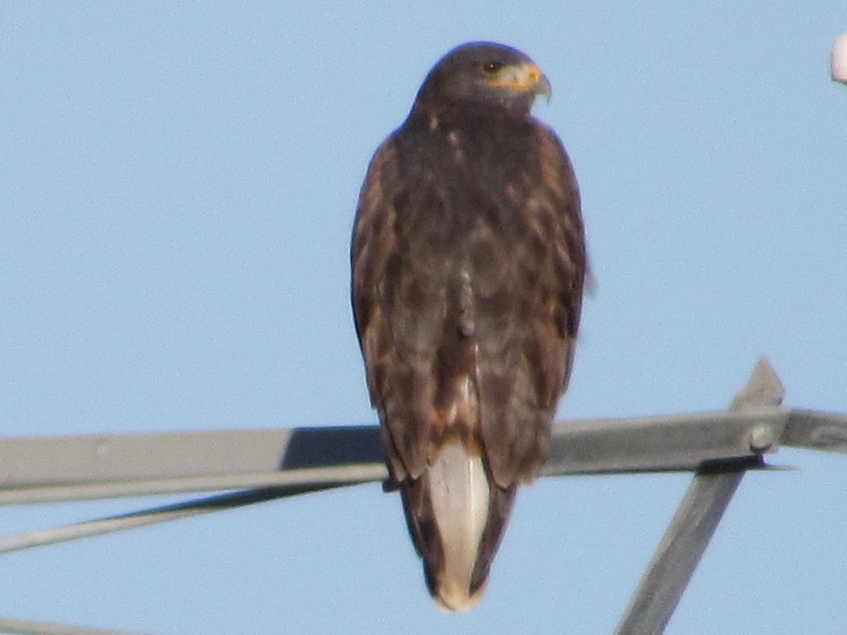 Ferruginous Hawk - ML647011517