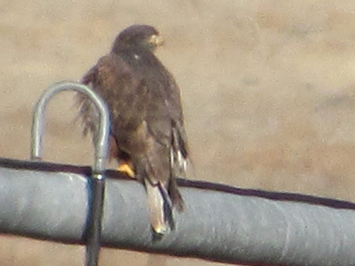 Ferruginous Hawk - ML647011533