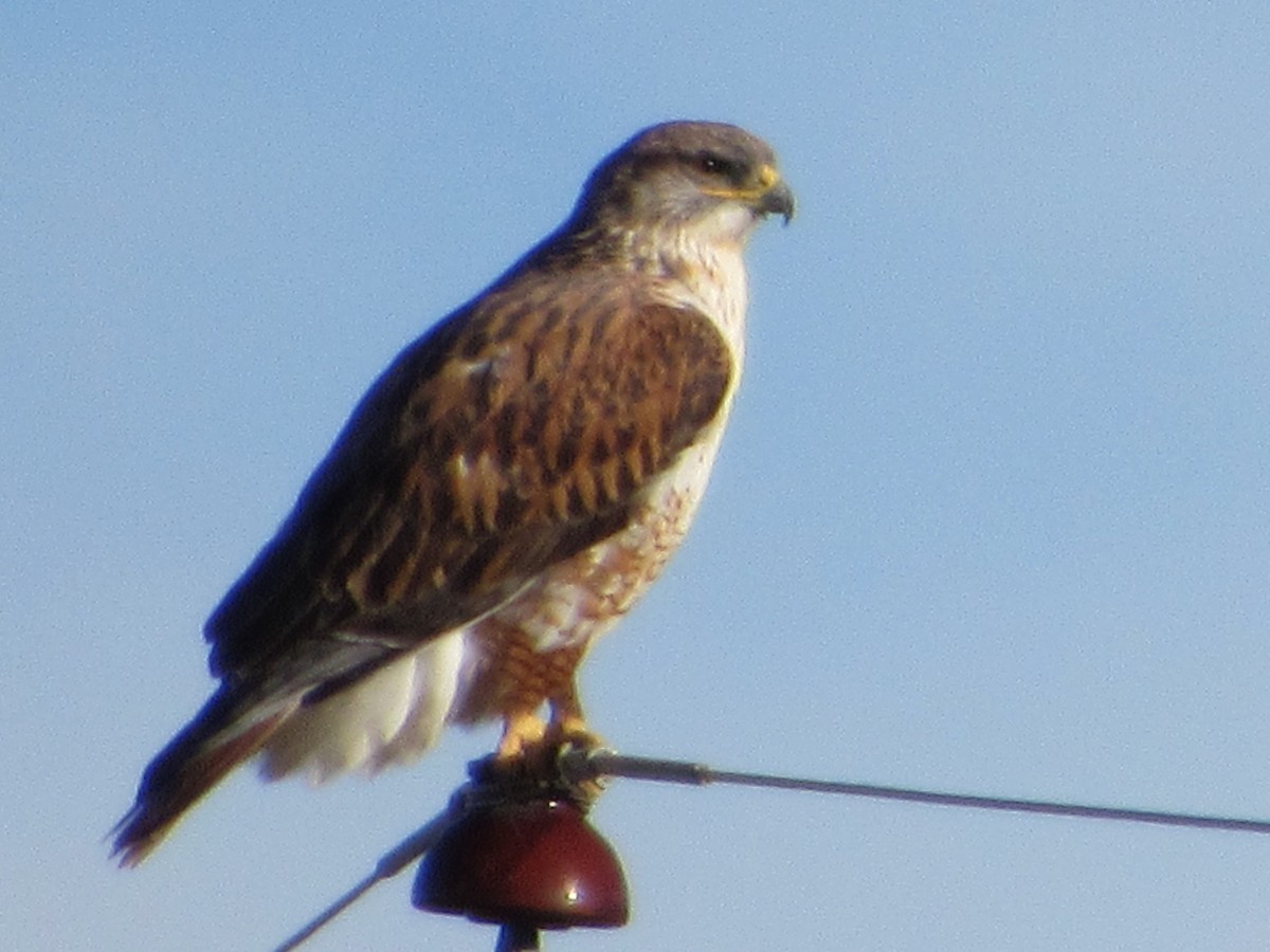 Ferruginous Hawk - ML647011536