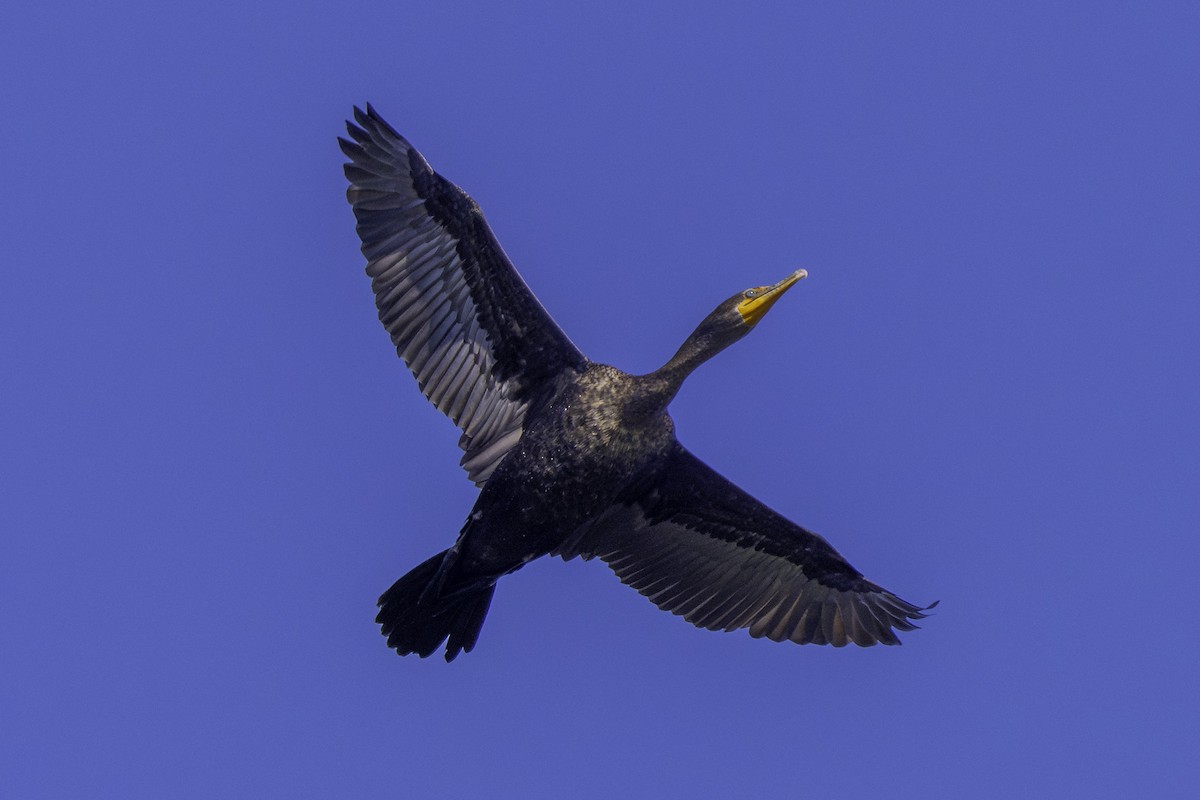 kormorán ušatý - ML647011538