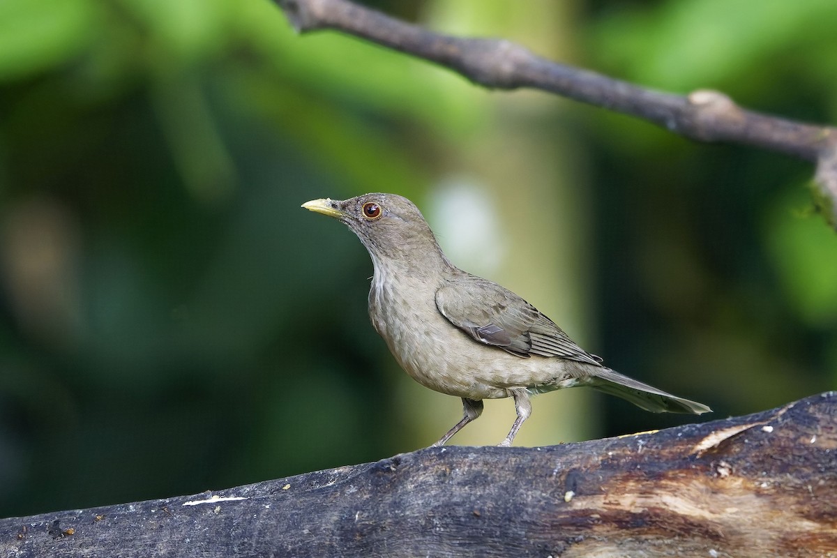 Merle fauve - ML647011541