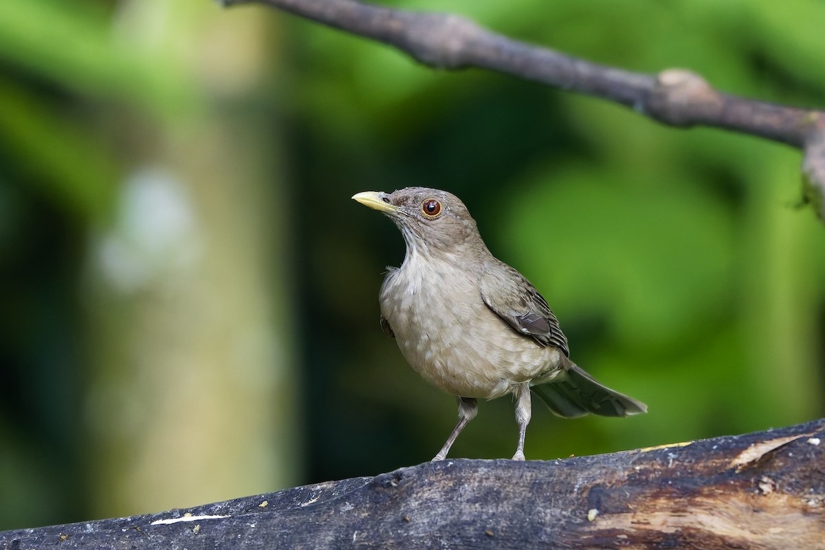 Merle fauve - ML647011542