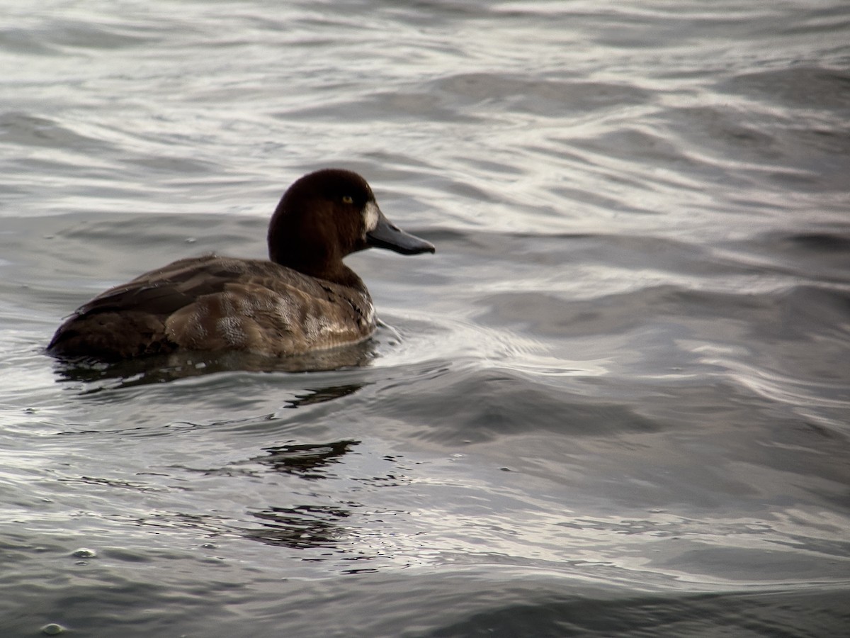 Bergente - ML647011543