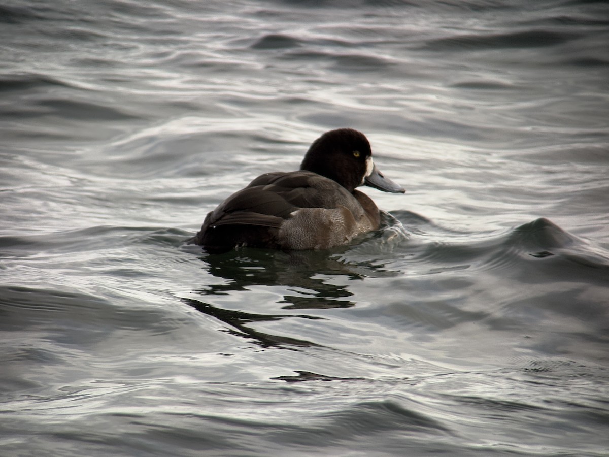 Bergente - ML647011544