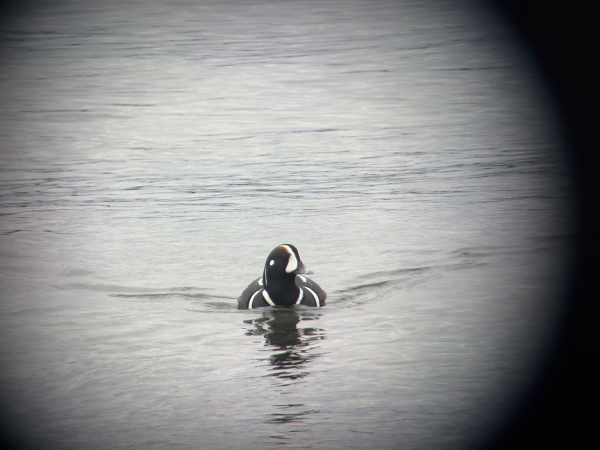Harlequin Duck - ML647011546
