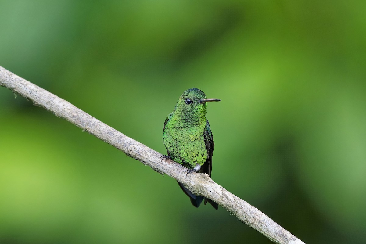 Steely-vented Hummingbird - ML647011556