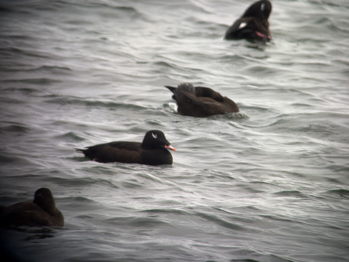 White-winged Scoter - ML647011581