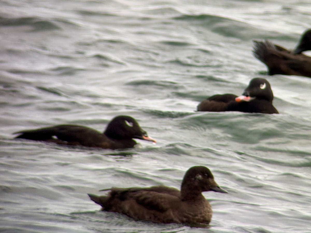 White-winged Scoter - ML647011582