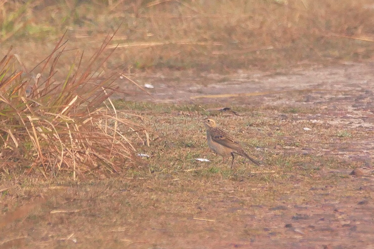 linduška velká - ML647011591