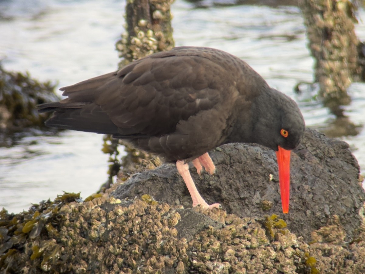 Black Oystercatcher - ML647011592