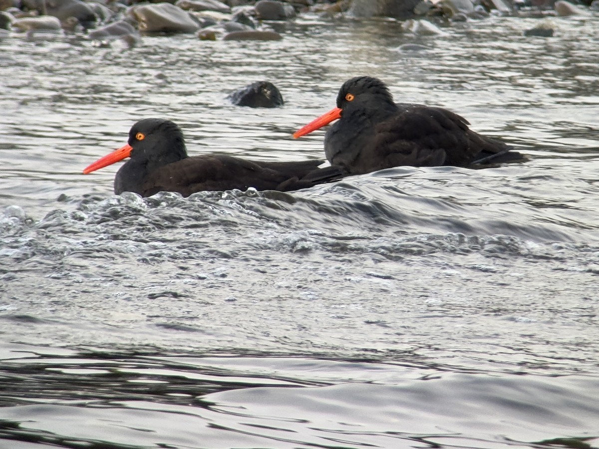 Black Oystercatcher - ML647011593