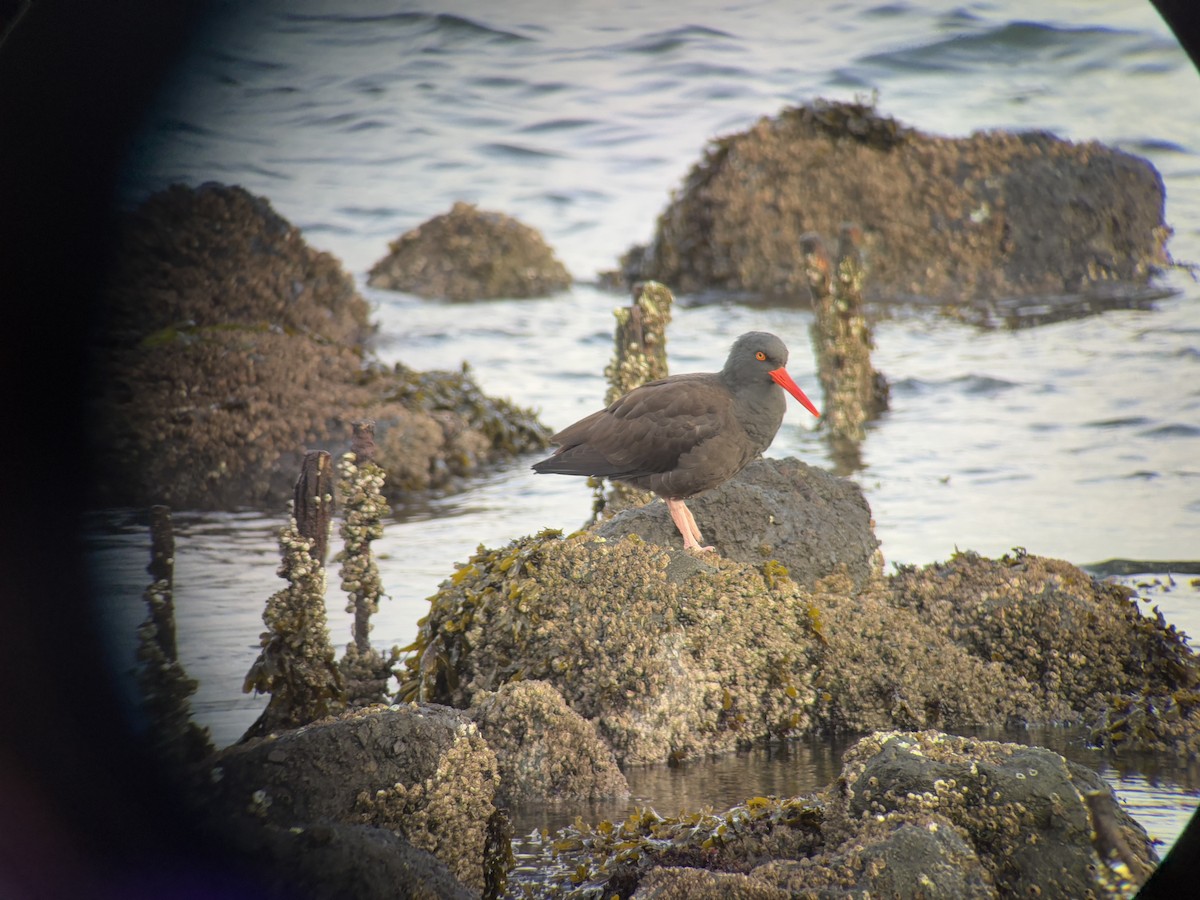 Black Oystercatcher - ML647011594