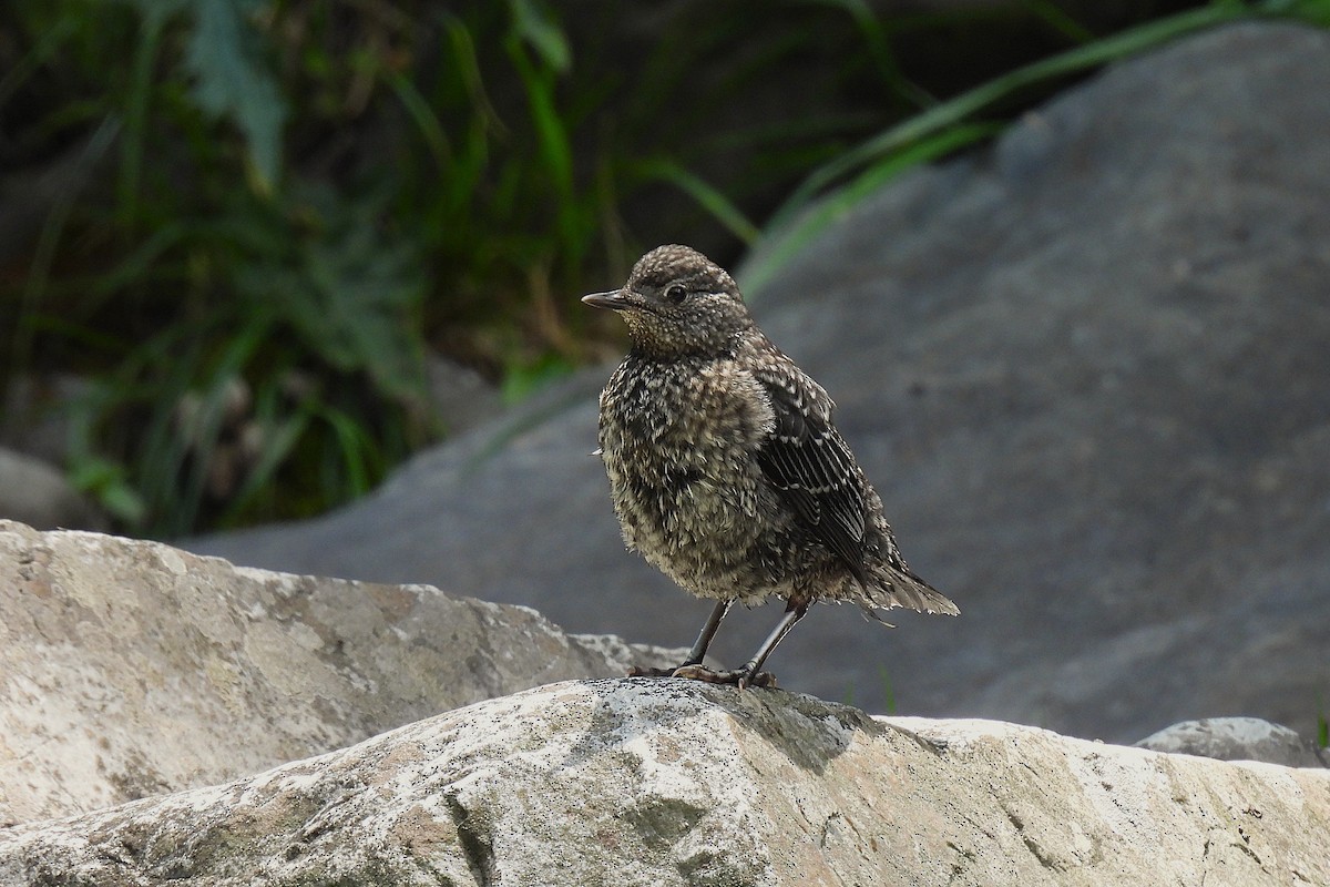 河烏 - ML647011595