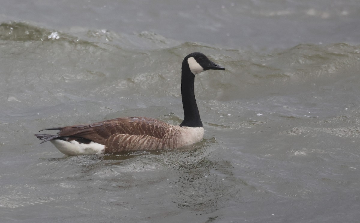 Canada Goose - ML647011596