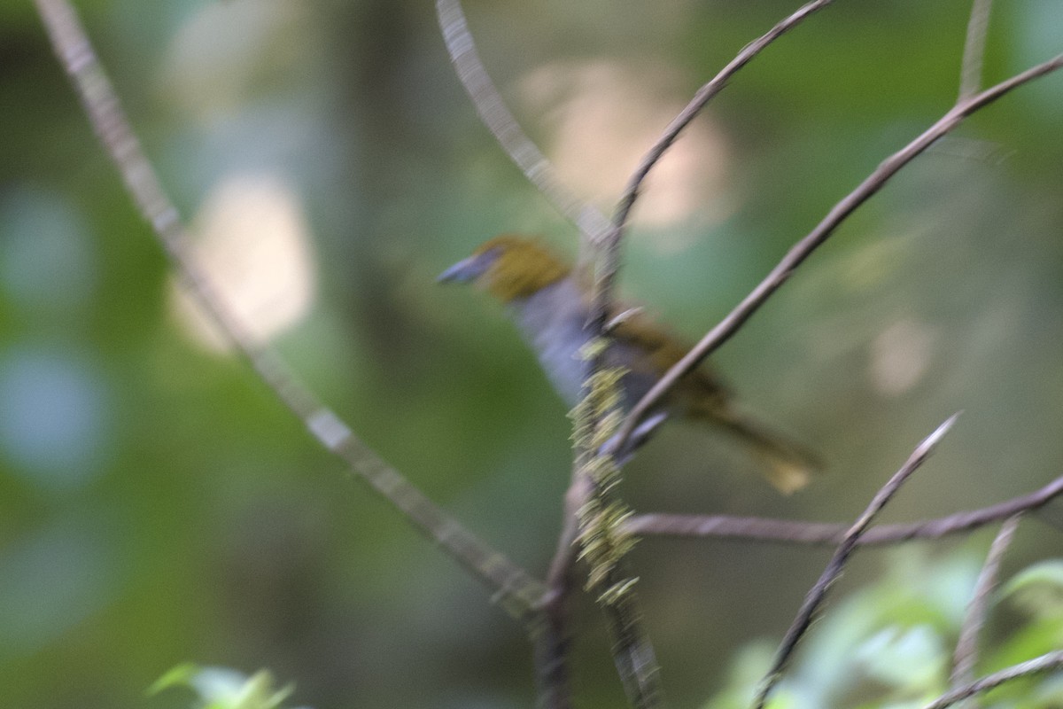 Yellow-throated Chlorospingus (Yellow-throated) - ML647011601