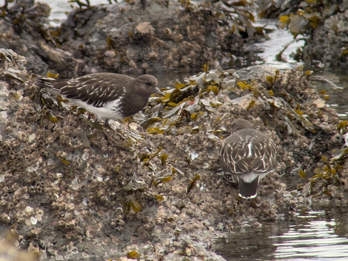 Black Turnstone - ML647011603