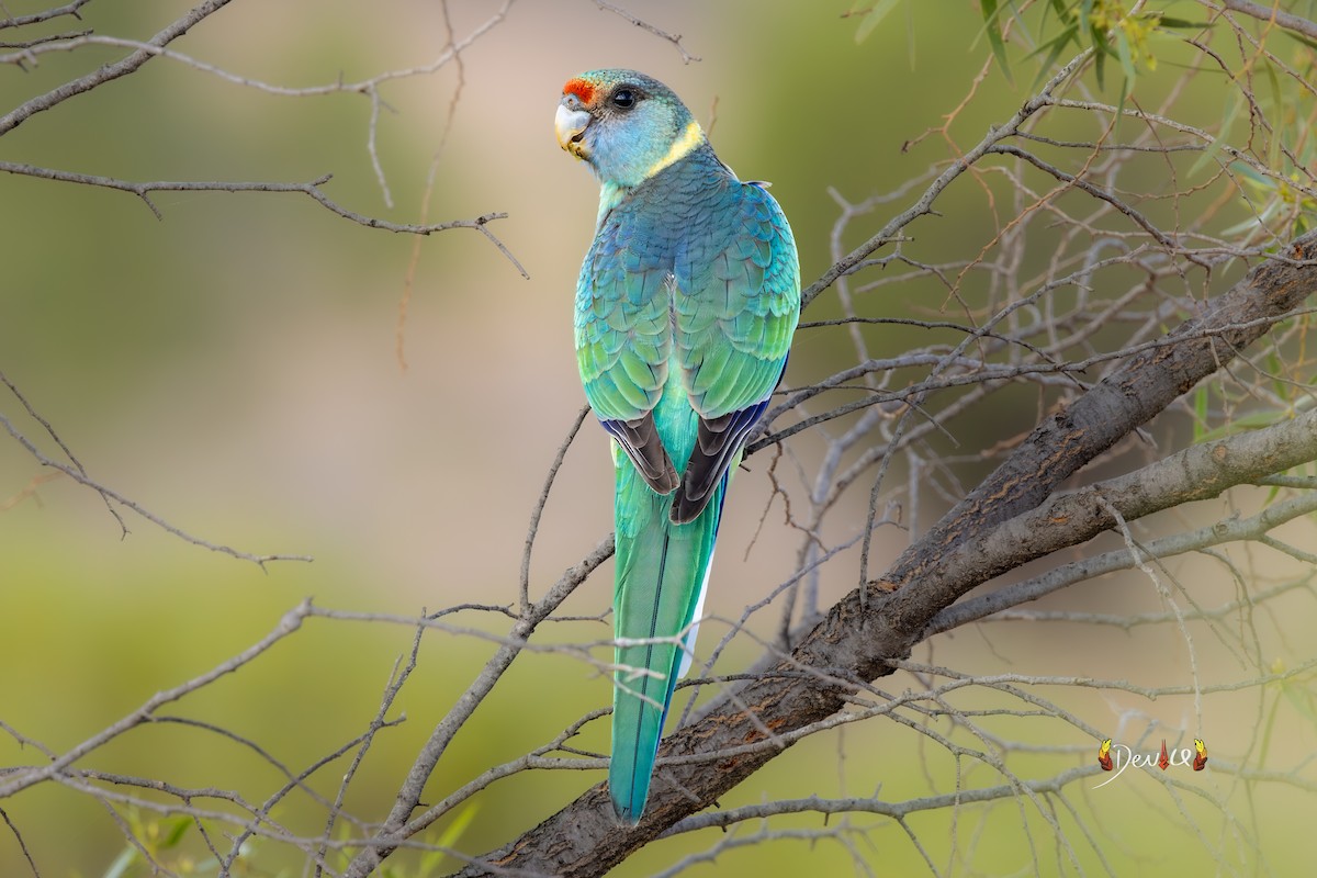 Australian Ringneck (Mallee) - ML647011609