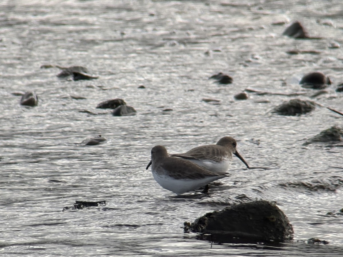 黑腹濱鷸 - ML647011612