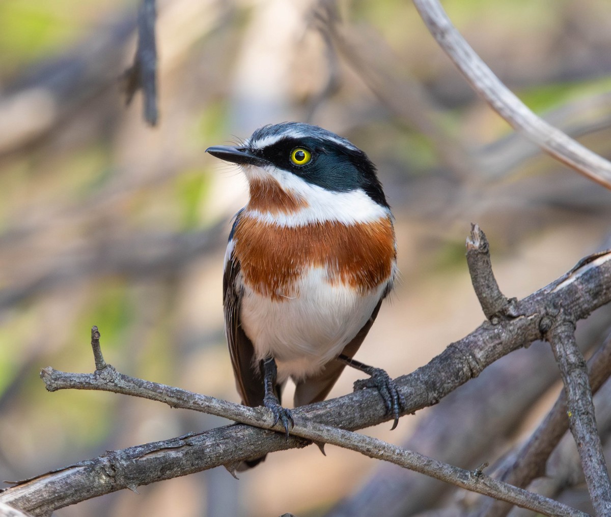 Chinspot Batis - ML647011613