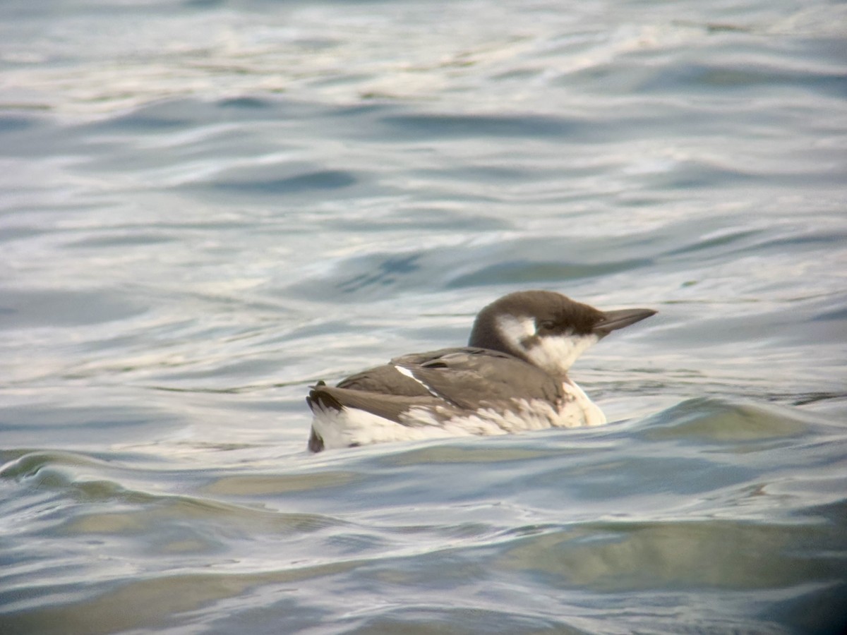 崖海鴉 - ML647011615