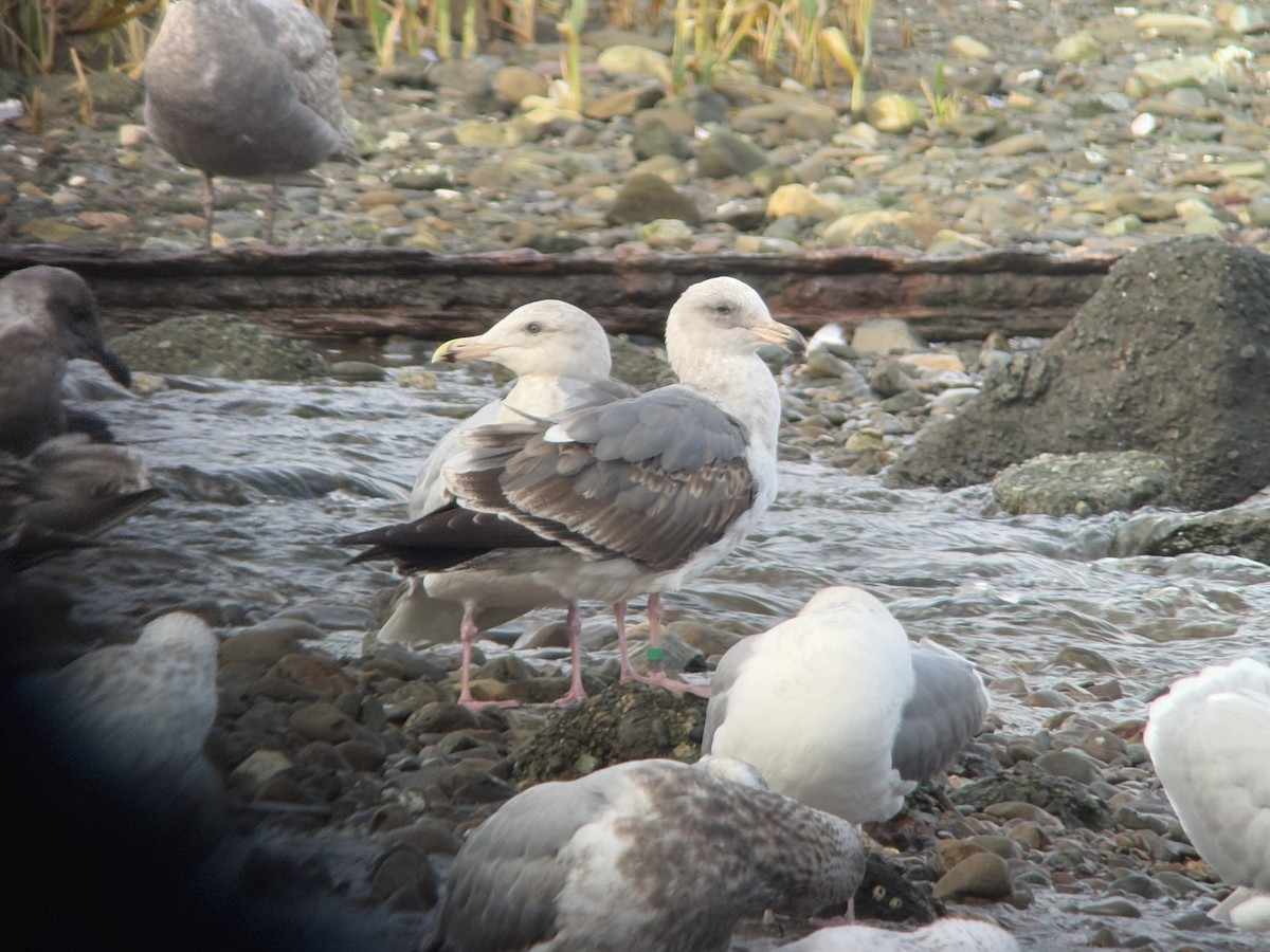 Western Gull - ML647011617