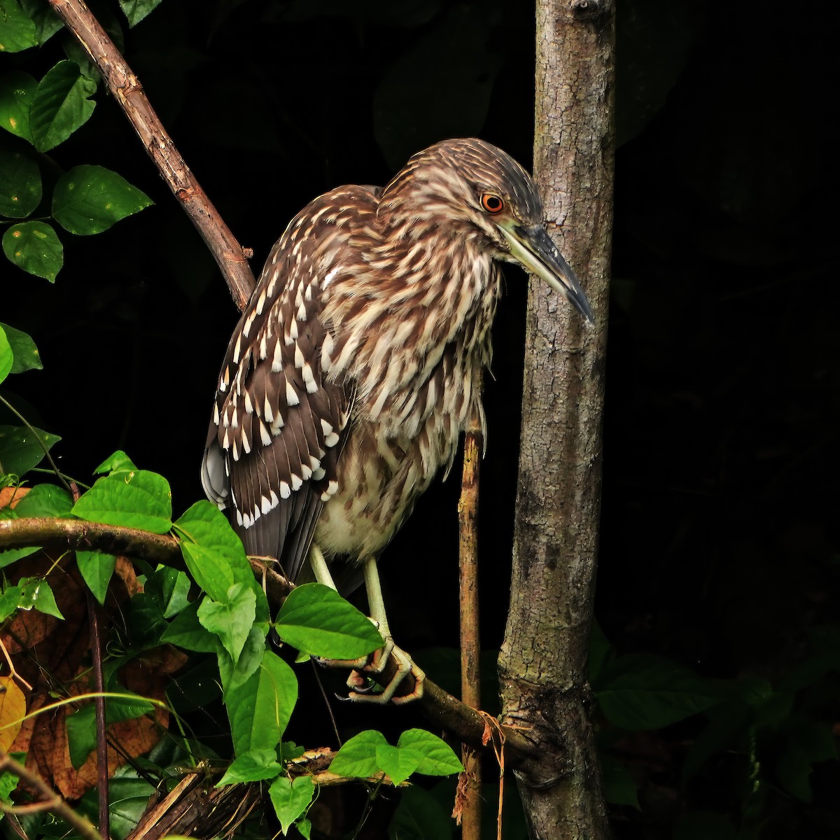 Black-crowned Night Heron - ML647011619