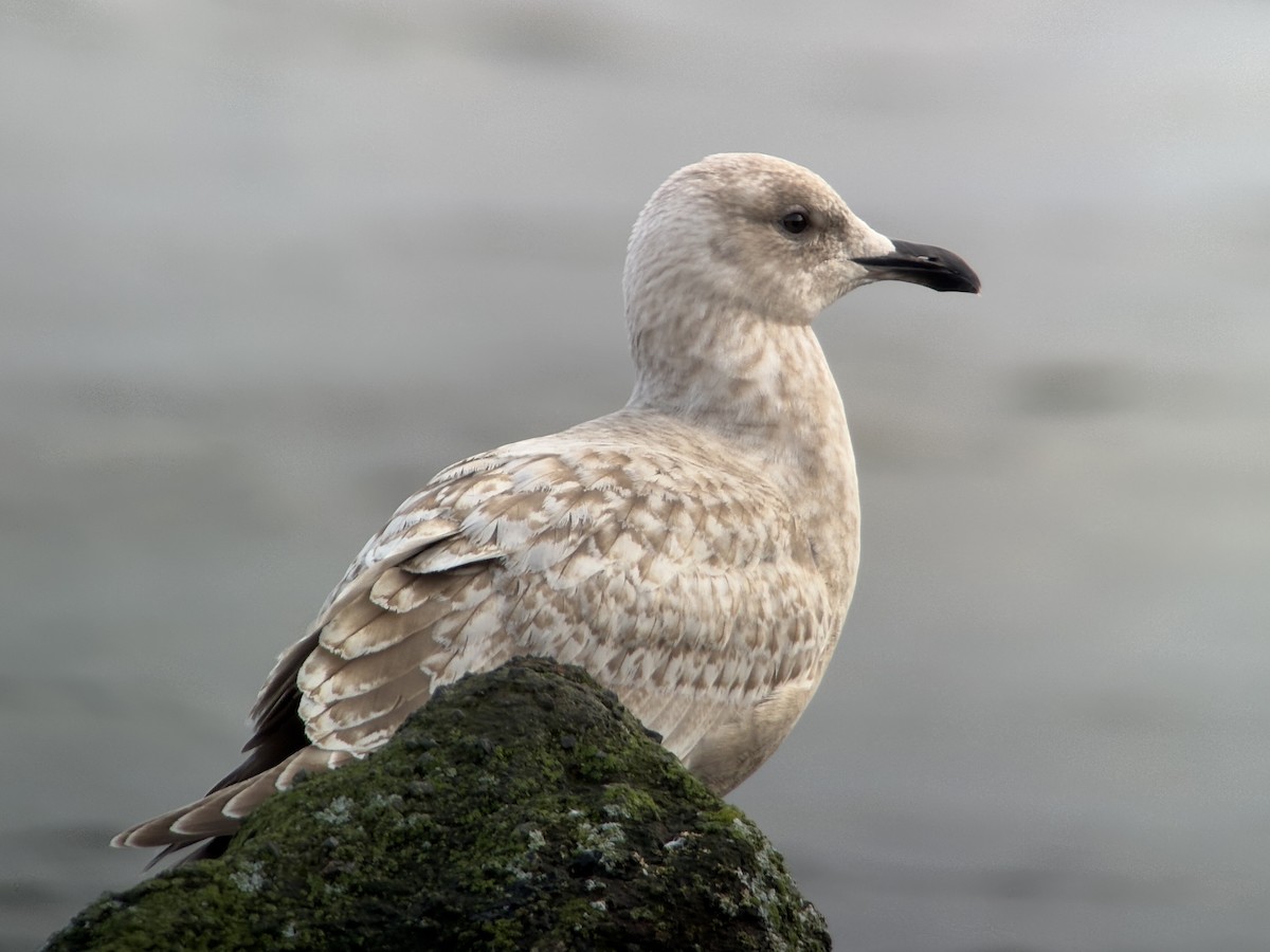 Iceland Gull - ML647011620
